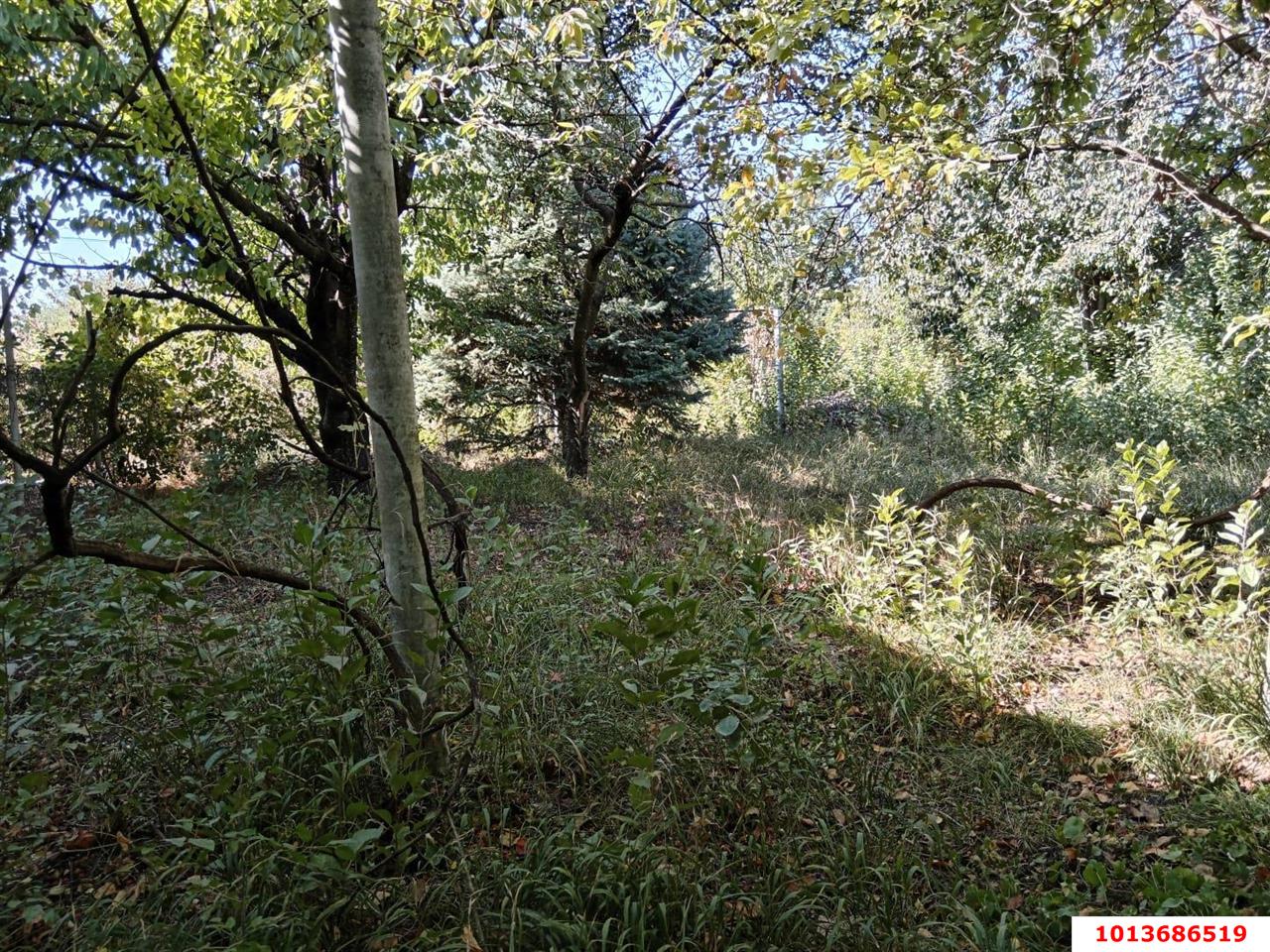Фото №5: Земельный участок под ИЖС 6&nbsp;сот. - Краснодар, Прикубанский внутригородской округ, Сады Калинина, ст КНИИСХ, ул. Ореховая, 56