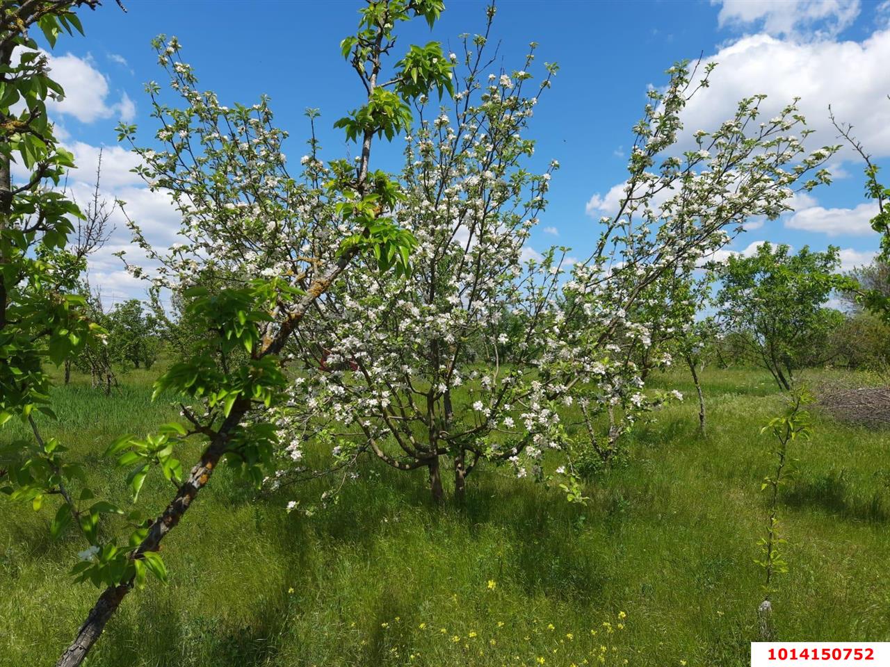 Фото №5: Земельный участок под ИЖС 7.2&nbsp;сот. - Полтавка, ул. Гридасова