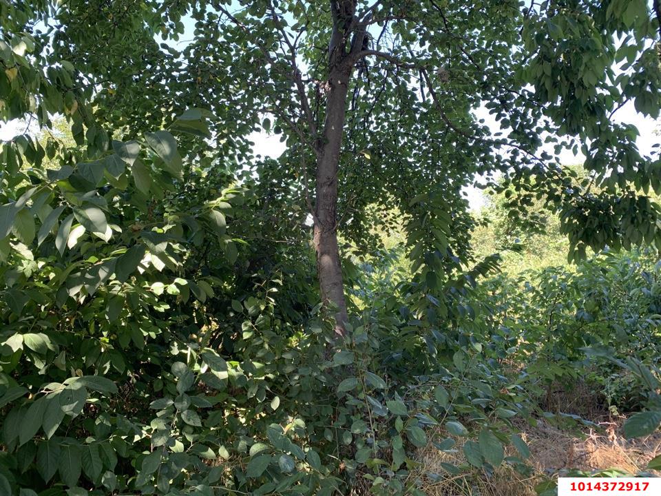 Фото №6: Личное подсобное хозяйство 6.2&nbsp;сот. - ТЭЦ, мкр. Прикубанский внутригородской округ, ул. Грушевая, 69