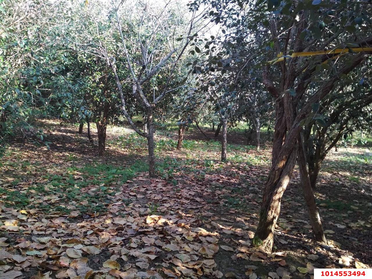 Фото №6: Коммерческая земля 11.25&nbsp;сот. - Нижняя Шиловка, Адлерский, мкр. квартал Социализм, ул. Сормовская, 11