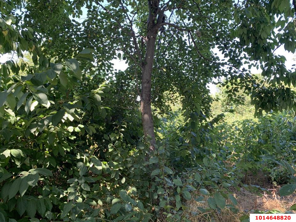 Фото №3: Личное подсобное хозяйство 10&nbsp;сот. - Черников, мкр. Прикубанский внутригородской округ, ул. Центральная, 13