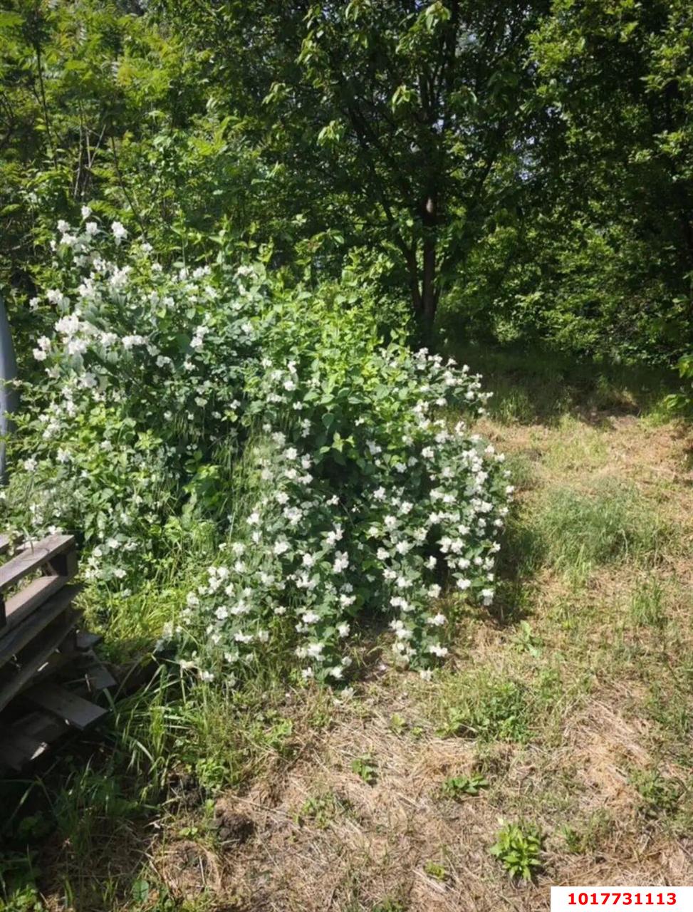 Фото №2: Личное подсобное хозяйство 24.32&nbsp;сот. - Елизаветинская, Прикубанский внутригородской округ, мкр. СНТ Орбита, ул. Яблоневая