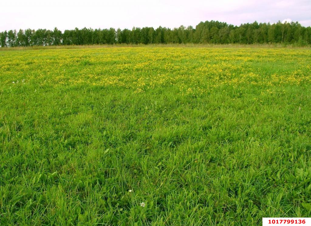 Фото №5: Личное подсобное хозяйство 15&nbsp;сот. - Ткачёв, ул. Речная