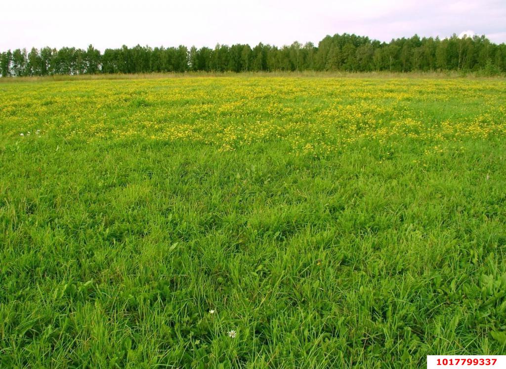 Фото №5: Личное подсобное хозяйство 10&nbsp;сот. - Ткачёв, ул. Речная