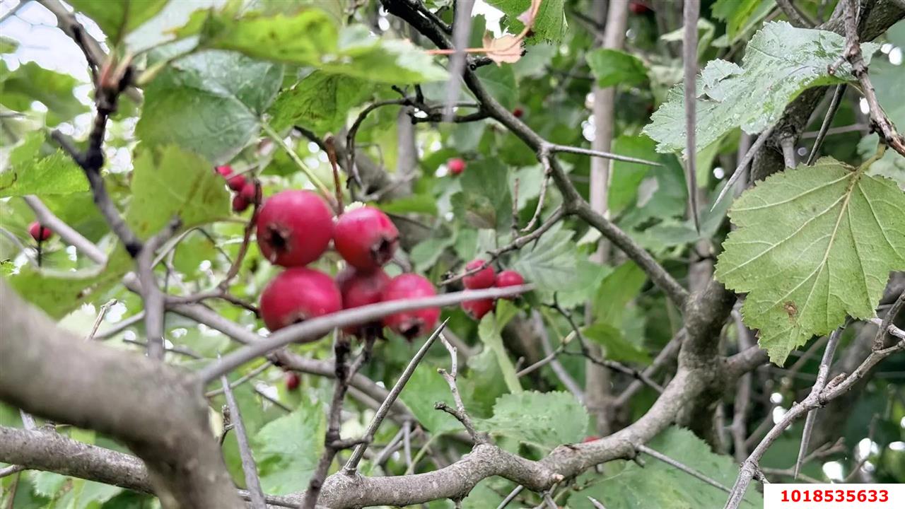 Фото №6: Личное подсобное хозяйство 4.9&nbsp;сот. - Краснодар, Прикубанский внутригородской округ, мкр. СНТ Надежда, ул. Заречная