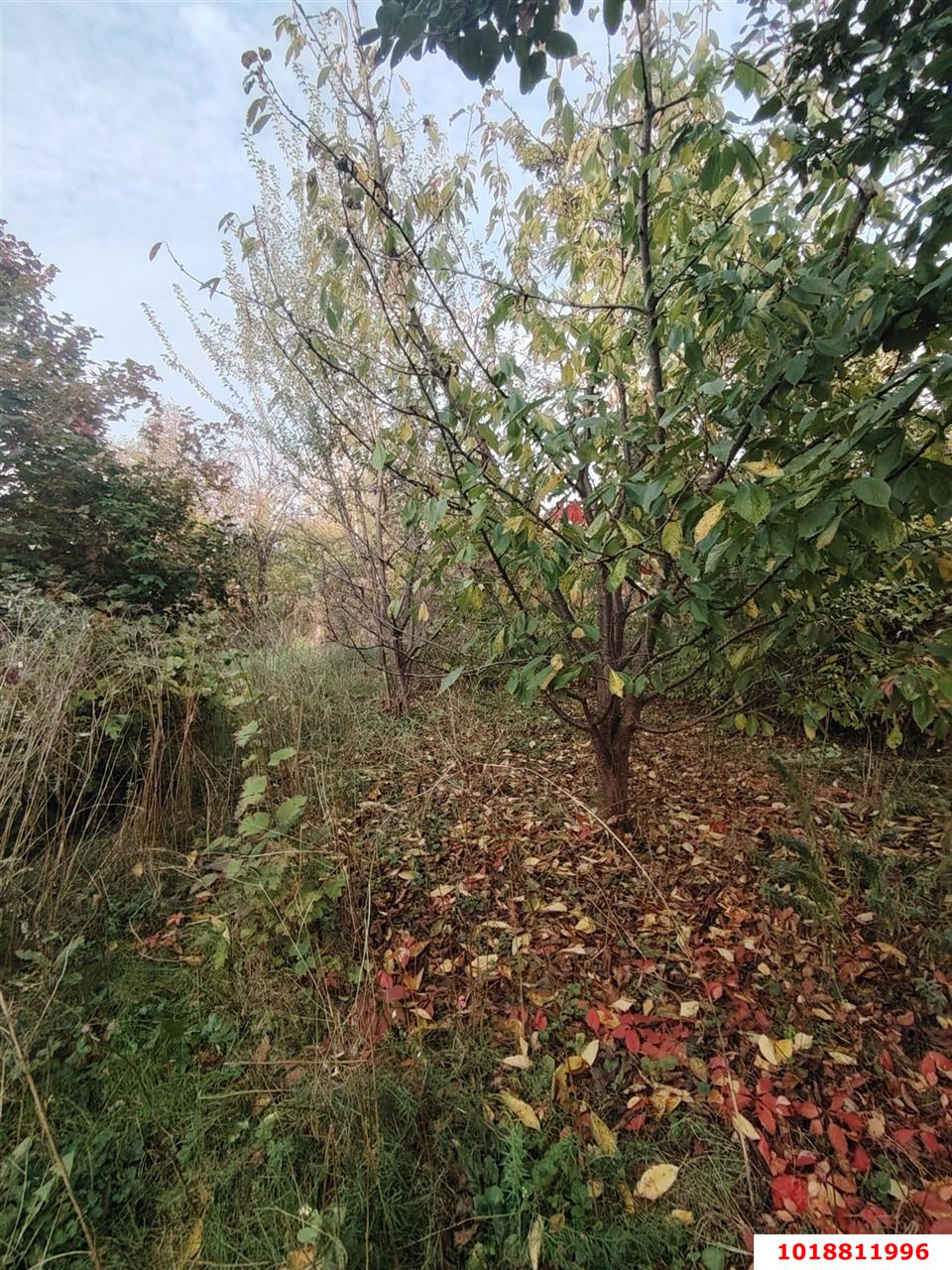 Фото №16: Личное подсобное хозяйство 9.48&nbsp;сот. - СНТ Радуга, мкр. Прикубанский внутригородской округ, ул. Промежуточная, 207