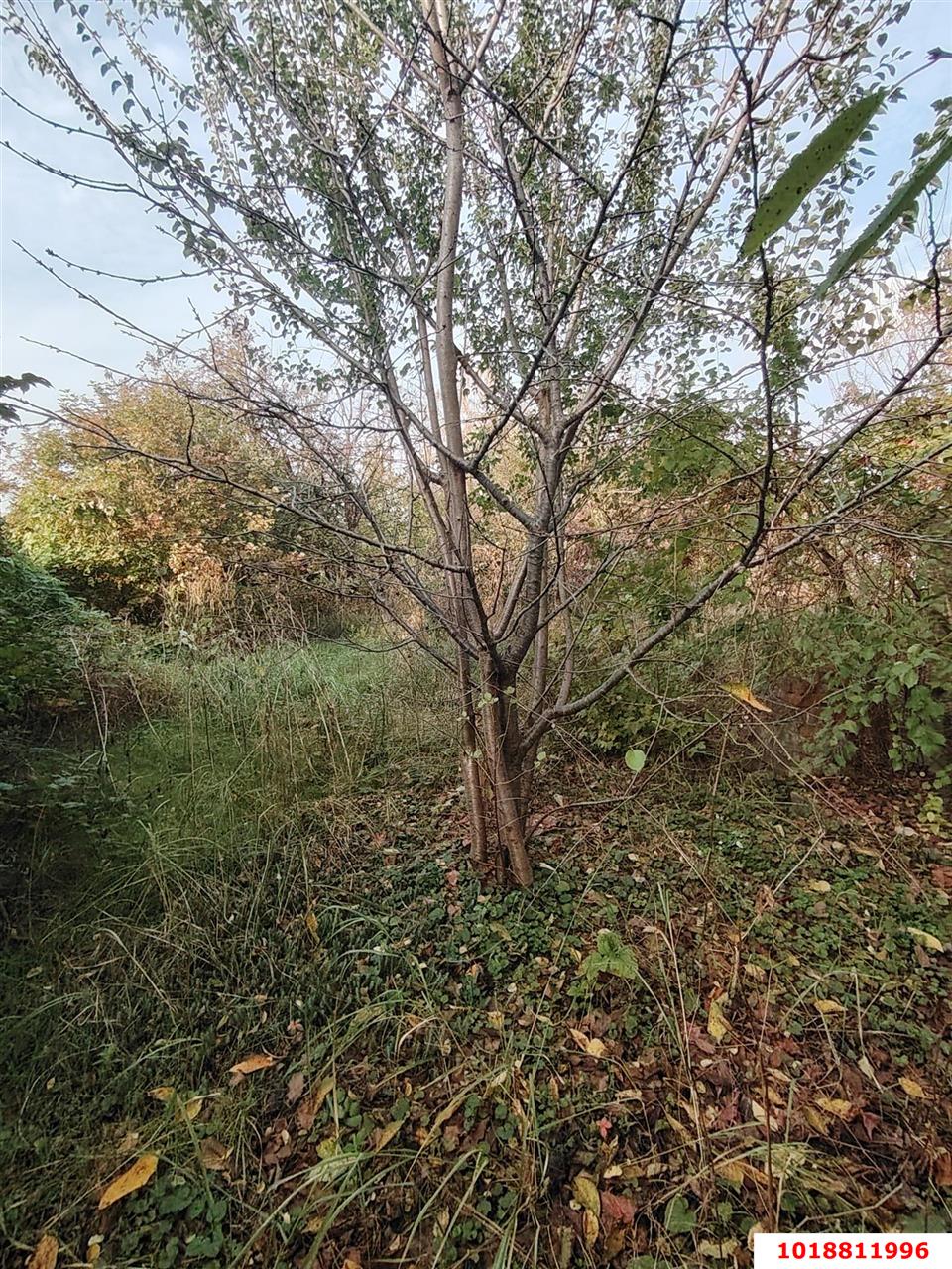 Фото №15: Личное подсобное хозяйство 9.48&nbsp;сот. - СНТ Радуга, мкр. Прикубанский внутригородской округ, ул. Промежуточная, 207
