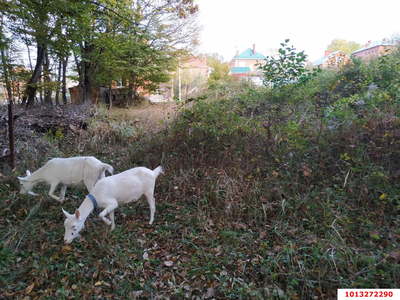 Фото №9: Земельный участок под ИЖС 10 сот. - Горячий Ключ, Городская Больница, ул. Целинная, 23