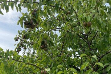 Фото №3: Участок садоводство 8 сот. - Урожай, мкр. Карасунский внутригородской округ, ул. Абрикосовая, 177