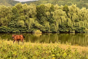 Фото №1: Коммерческая земля 30 сот. - Даховская, ул. Советская, 20