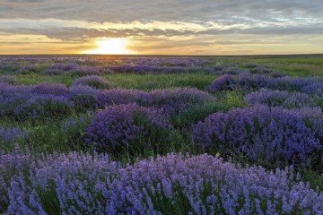 Фото №3: Коммерческая земля 794 сот. - Луговое, ул. Луговская