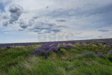 Фото №2: Коммерческая земля 794 сот. - Луговое, ул. Луговская