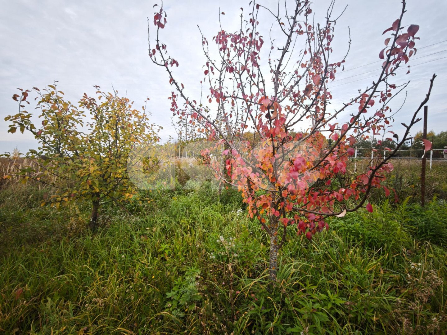 Фото №8: Земельный участок под ИЖС 20&nbsp;сот. - Самохваловка