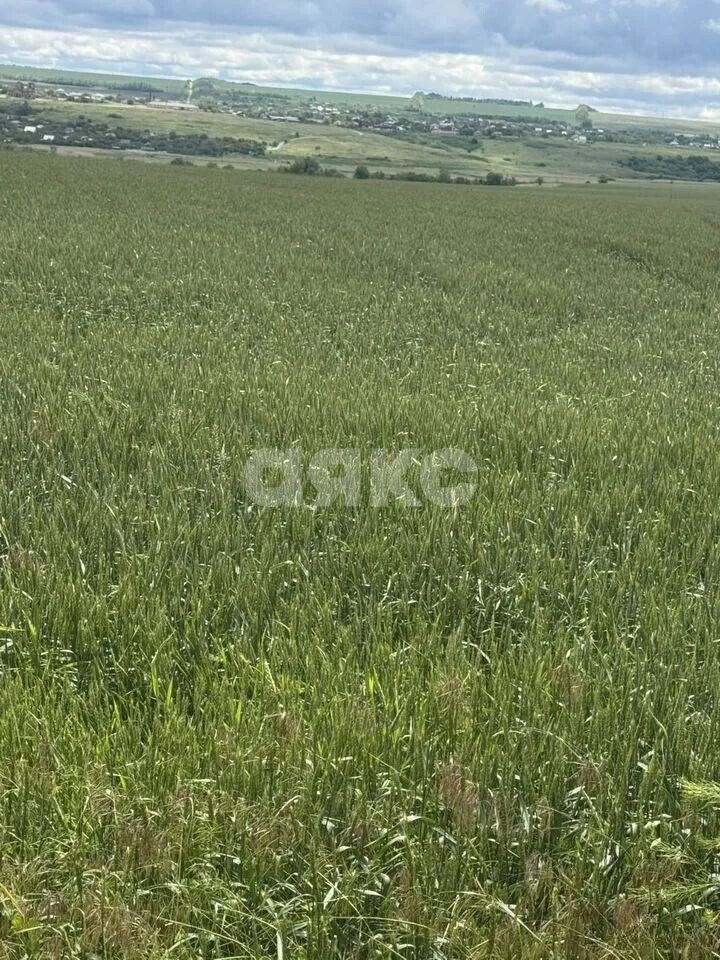 Фото №6: Коммерческая земля 60&nbsp;сот. - Волошино, ул. Новосёлов, 8