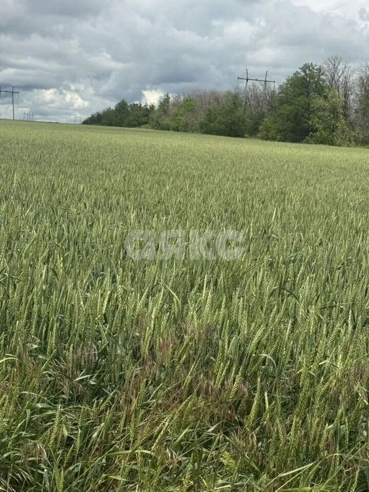 Фото №3: Коммерческая земля 60&nbsp;сот. - Волошино, ул. Новосёлов, 8