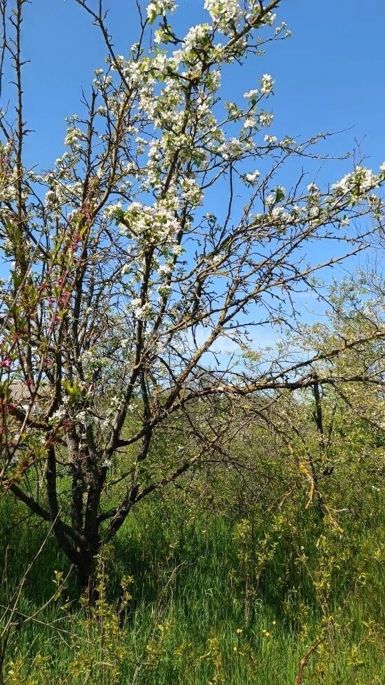 Фото №6: Личное подсобное хозяйство 43.87&nbsp;сот. - Гиагинская, ул. Колхозная, 2