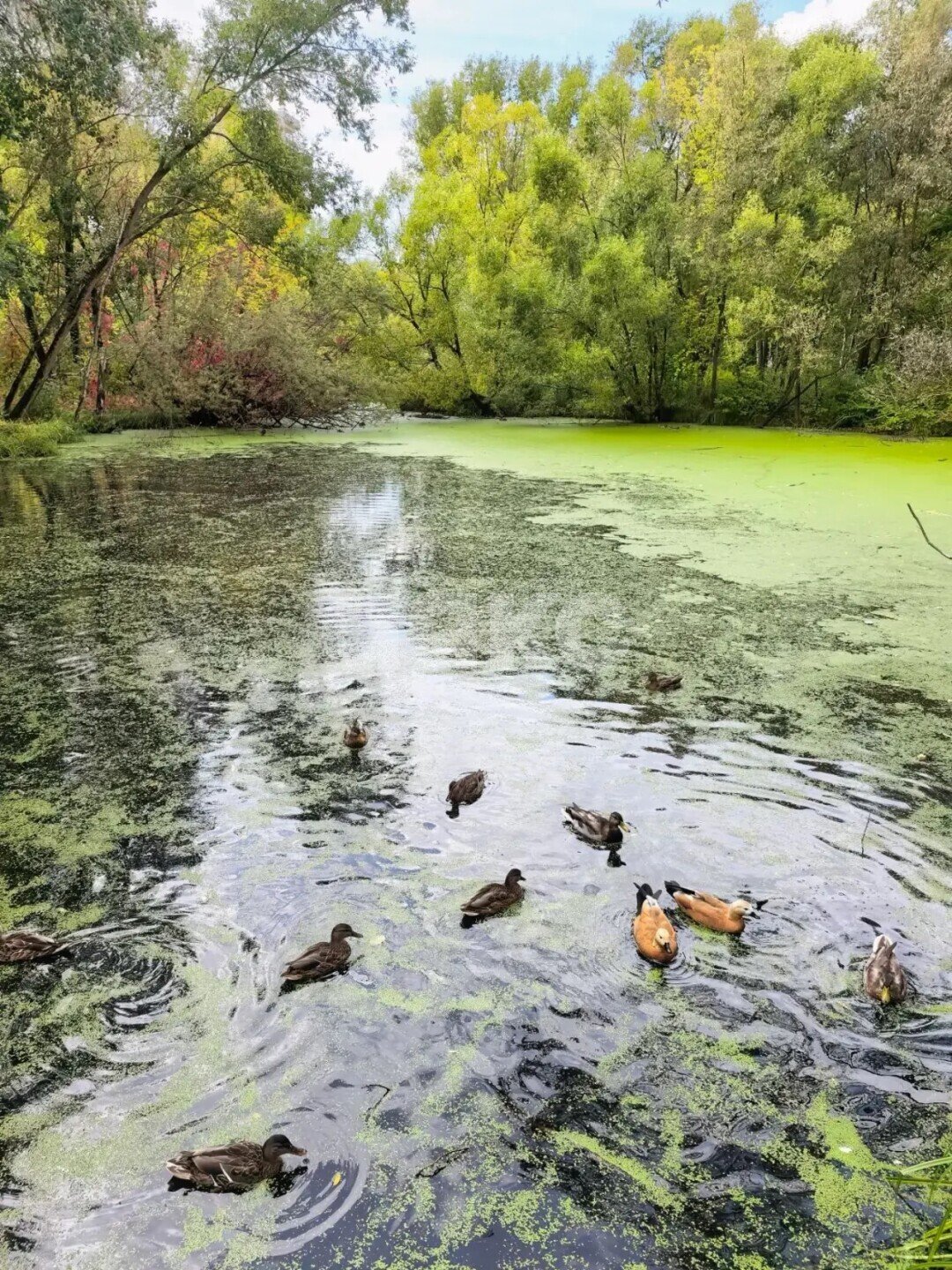 Фото №48: 3-комнатная квартира 83&nbsp;м², 22/25&nbsp;эт. - Москва, пр-кт Мира, 184к2