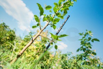 Фото №4: Личное подсобное хозяйство - Саратовская, 