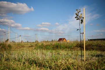 Фото №1: Личное подсобное хозяйство - Северин, пер. Шоссейный