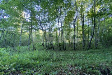 Фото №2: Участок садоводство - Краснодарский край городской округ Сочи