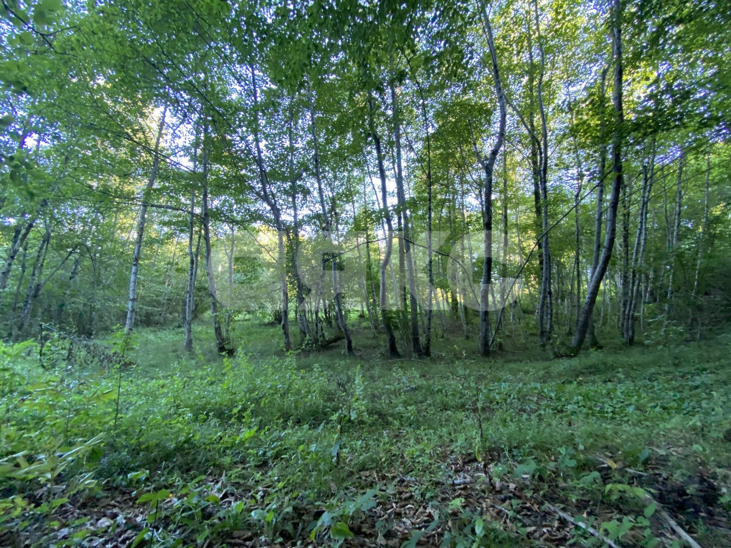 Фото №2: Участок садоводство 5.4 сот. - Краснодарский край городской округ Сочи