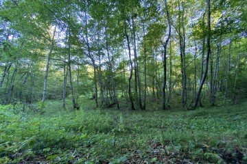 Фото №2: Участок садоводство - Краснодарский край городской округ Сочи