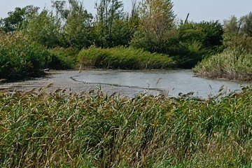 Фото №4: Личное подсобное хозяйство - Рогожкино, ул. Степная