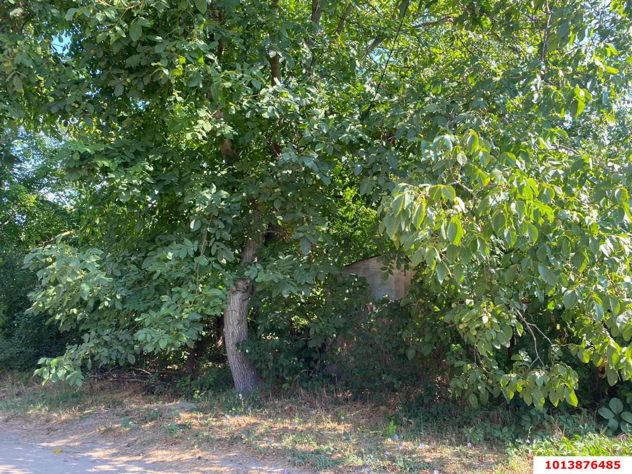 Фото №3: Личное подсобное хозяйство 8.5&nbsp;сот. - Шарм, мкр. Прикубанский внутригородской округ, ул. Садовая, 106