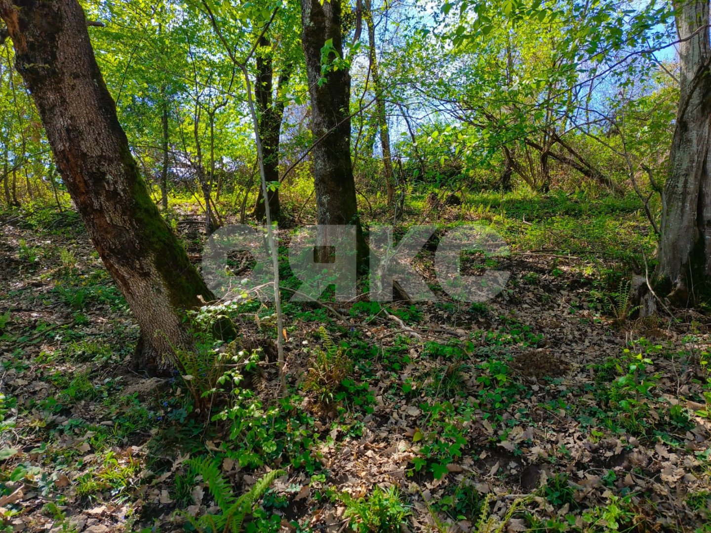 Фото №5: Личное подсобное хозяйство 8.7&nbsp;сот. - Орёл-Изумруд, р. Адлерский, ул. 10 лет Октября