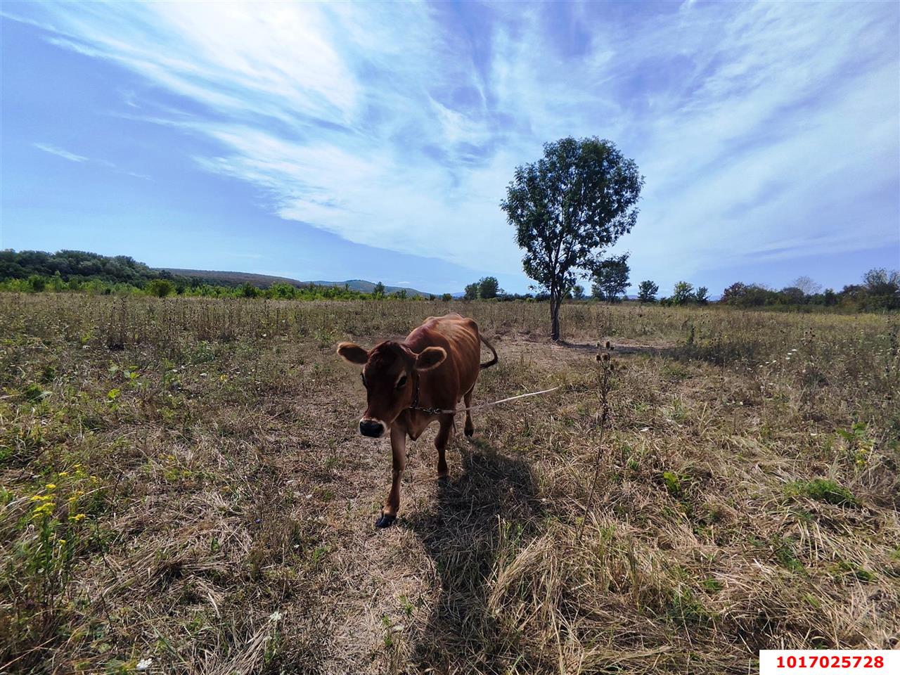 Фото №9: Дом 116&nbsp;м² + 137&nbsp;сот., 1&nbsp;эт. - Сказочный край, ул. Волшебная, 3