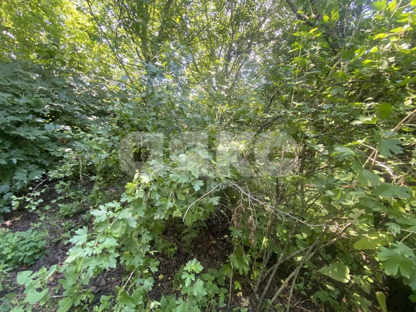 Фото №22: Дом 70&nbsp;м² + 47&nbsp;сот., 1&nbsp;эт. - Пролетарский, ул. Огородняя, 7