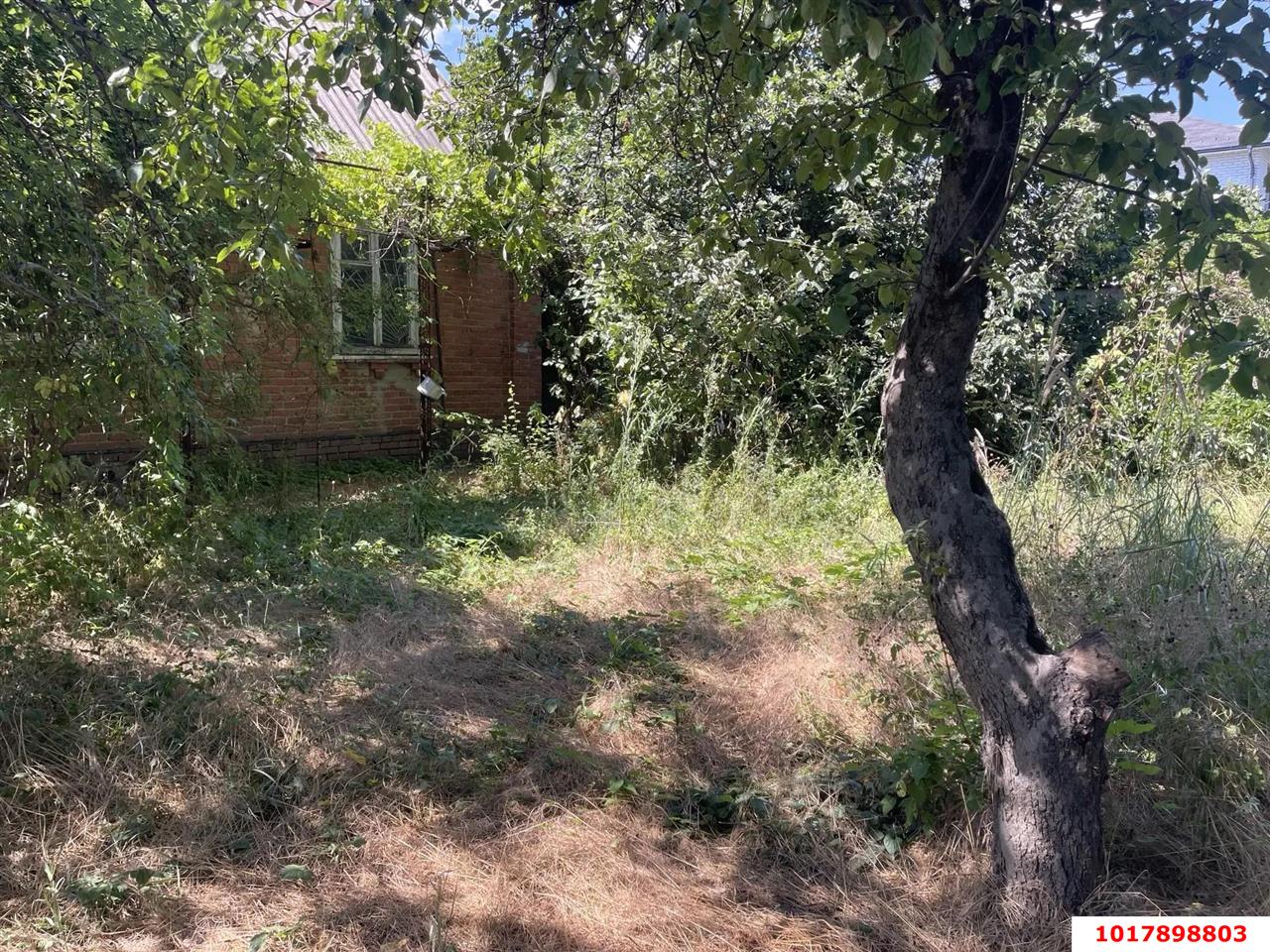 Фото №3: Личное подсобное хозяйство 6.05&nbsp;сот. - Краснодар, Прикубанский внутригородской округ, Микрохирургии глаза, мкр. СНТ № 1, ул. Сливовая, 186