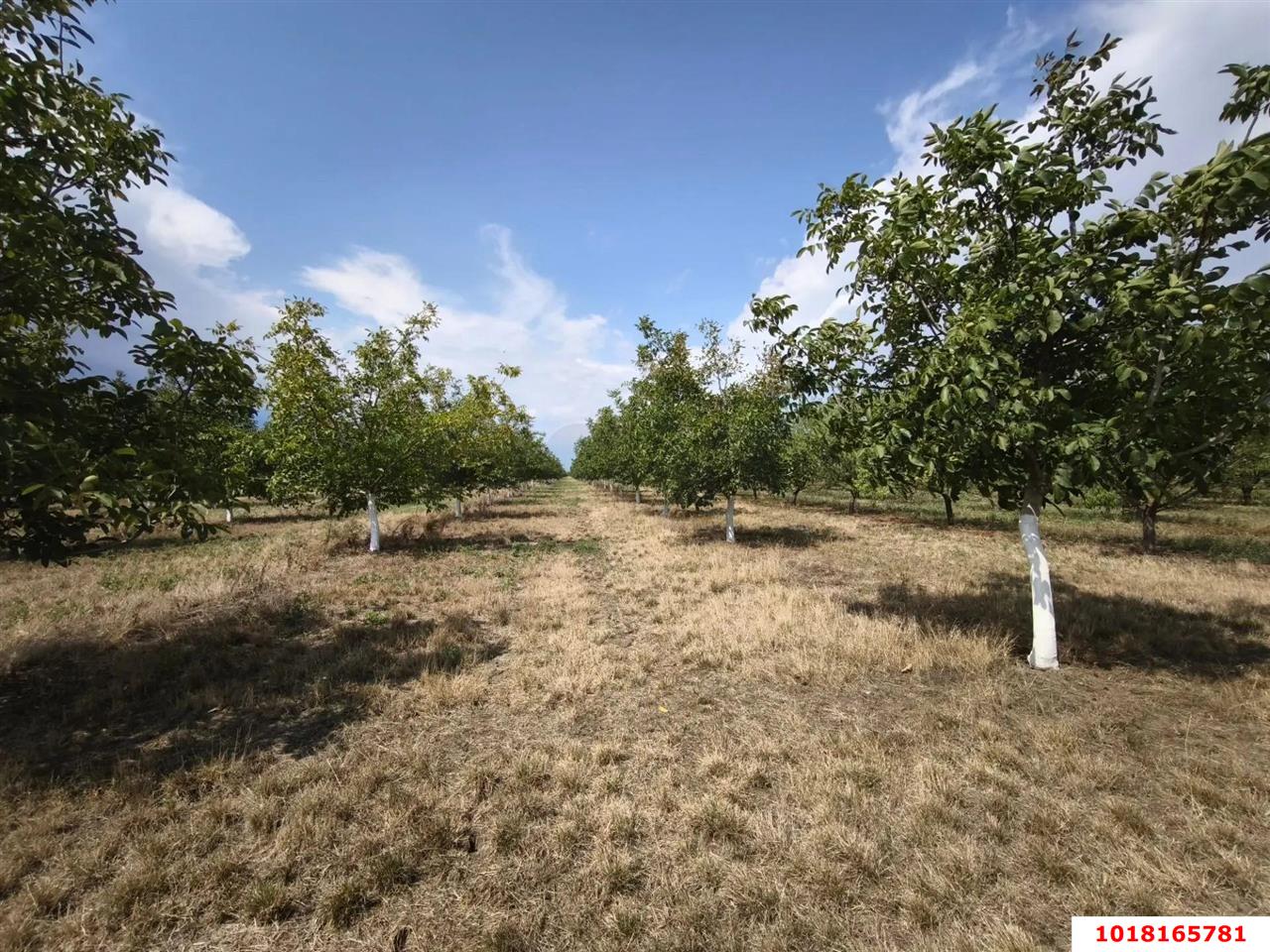 Фото №3: Коммерческая земля 1000&nbsp;сот. - Краснодарский край Северский район