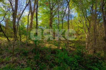 Фото №1: Личное подсобное хозяйство 9.5 сот. - Орёл-Изумруд, р. Адлерский, ул. 10 лет Октября